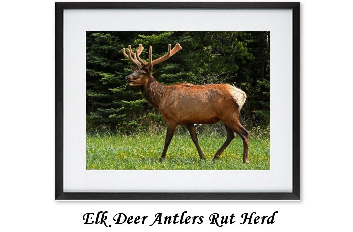 Elk Deer Antlers Rut Herd